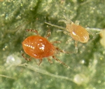 1,000 All Life Stage Per Vital Mites Beneficial Mites