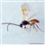 Aphidius Colemani Beneficial Wasp