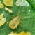 Amblyseius cucumeris - 1K mites