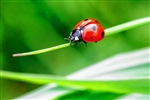 1500 Breathable Bag Ladybugs