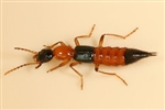 Beneficial Rove Beetle Atheta Coriara