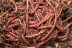 Red Worms Tip Top